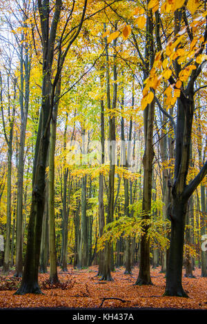 Autumn Beech trees (Fagus sylvatica) taken on a damp day in the Chilterns. Stock Photo