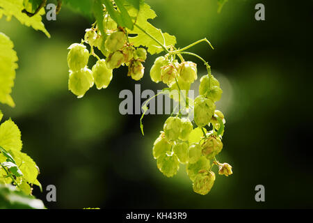 Hops growing on Humulus lupulus plant. Common hop flowers or seed cones and green foliage backlit by the sun. Poland. Selective focus. Closeup. Stock Photo