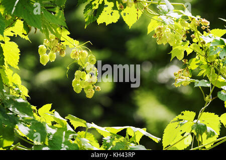 Hops growing on Humulus lupulus plant. Common hop flowers or seed cones and green foliage backlit by the sun. Poland. Selective focus. Closeup. Stock Photo