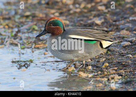 Drake Common Teal Stock Photo