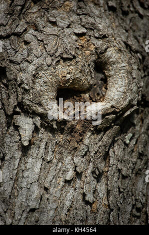 Heart shaped tree knot in a rugged oak tree Stock Photo