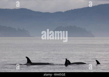Pod of Northern Resident Killer Whales (Orcinus orca) surfacing in the Queen Charlotte Sound off northern Vancouver Island, Canada Stock Photo