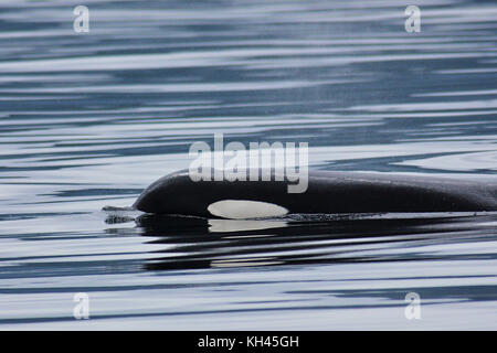 Wild Northern Resident Killer Whale (Orcinus orca) surfacing in the Queen Charlotte Sound off northern Vancouver Island, Canada Stock Photo
