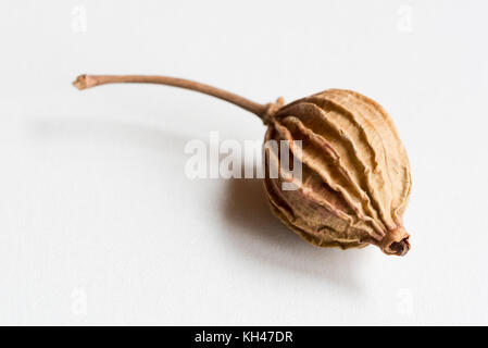 Amomum villosum Lour dried fruit Stock Photo