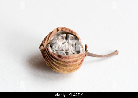 Amomum villosum Lour dried opened fruit Stock Photo