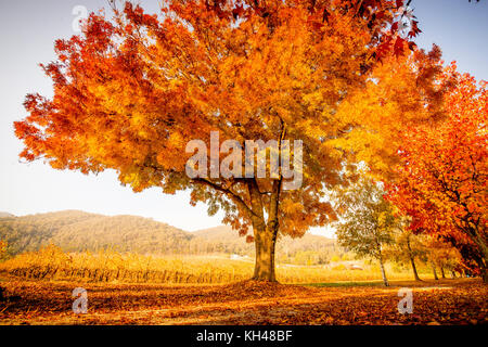 Murray to the Mountains Rail Trail through the stunning changing colours of Autumn in the Victoria Alpine Valleys near Bright, Australia Stock Photo