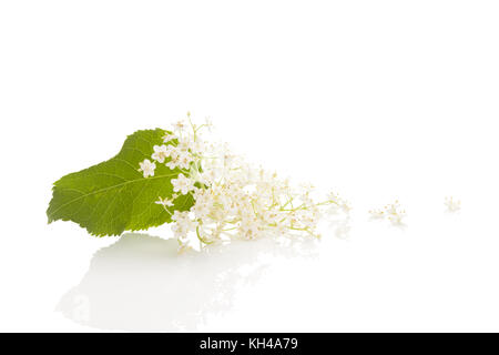 Elderberry flower blossoms isolated on white background with reflection. Natural remedy. Stock Photo