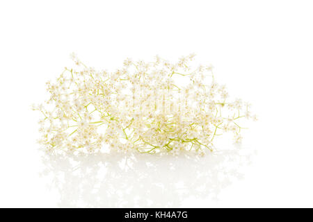 Healthy elderberry flower blossoms on a white background. Natural remedy. Stock Photo