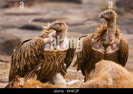 Himalayan Griffon Vulture, Gyps himalayensis, Panna Tiger Reserve, Rajasthan, India Stock Photo