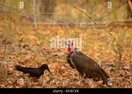 Large Billed Crow, Corvus macrorhynchos and Red Headed Vulture, Sarcogyps calvus, Bandhavgarh Tiger Reserve, Madhya Pradesh, India. Endangered Species Stock Photo