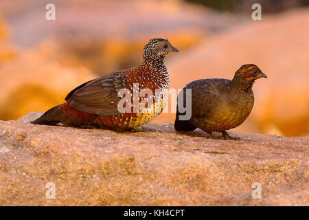 Painted Spurfowl, Galloperdix lunulata, male and female, Hampi, Karnataka, India Stock Photo