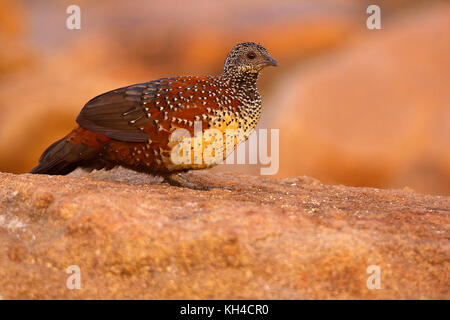 Painted Spurfowl, Galloperdix lunulata, male, Hampi, Karnataka, India Stock Photo