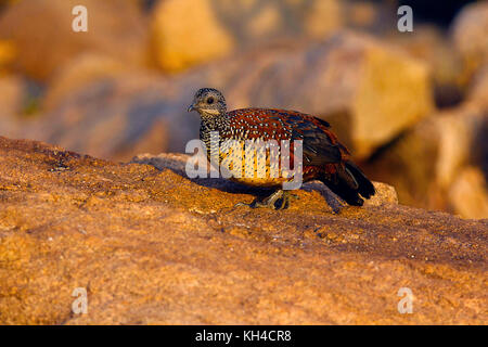 Painted Spurfowl, Galloperdix lunulata, male , Hampi, Karnataka, India Stock Photo