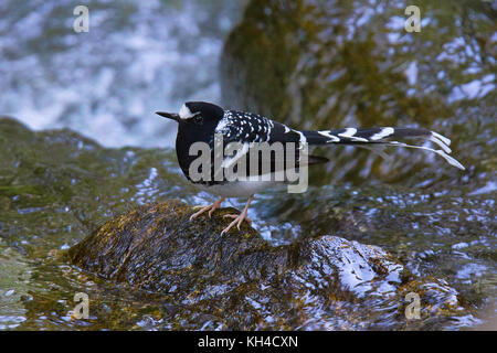 Spotted Forktail, Enicurus maculatus, Chafi, Uttarakhand, India Stock Photo