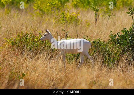 Albino Black Buck, Antilope cervicapra, Velavadar National Park, Gujarat, India Stock Photo