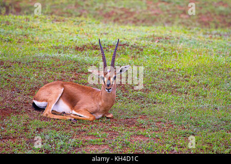 Indian Gazelle, Gazella bennettii, Mayureshwar Wildlife Sanctuary, Maharashtra, India Stock Photo