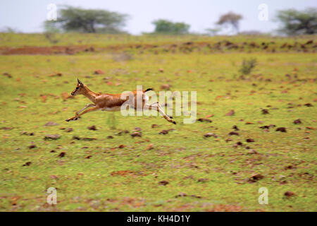 Indian Gazelle, Gazella bennettii, Mayureshwar Wildlife Sanctuary, Maharashtra, India Stock Photo