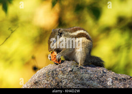 Three Striped Squirrel, Funambulus palmarum, Ranthambhore Tiger Reserve, Rajasthan, India Stock Photo