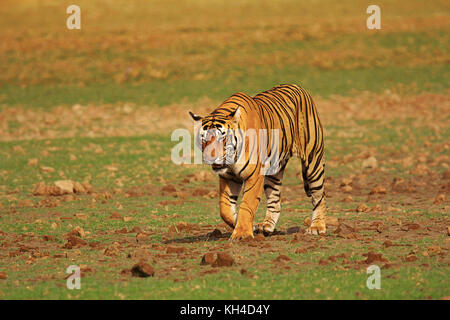 Tiger- Pacman, Panthera tigris, Ranthambhore Tiger Reserve, Rajasthan, India Stock Photo