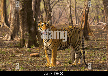 Tiger- Pacman, Panthera tigris, Ranthambhore Tiger Reserve, Rajasthan, India Stock Photo