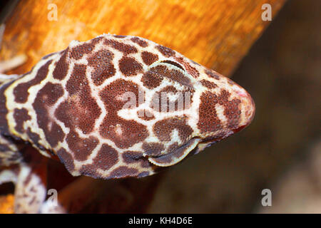Fat Tailed Gecko- Hemitheconyx caudicinctus, dorsal head scales, Saswad, Maharashtra Stock Photo