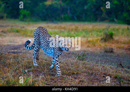 African Cheetah, Kenya, Africa Stock Photo