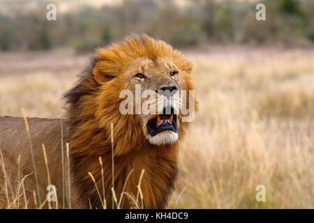 African Lion- male, Kenya, Africa2 Stock Photo