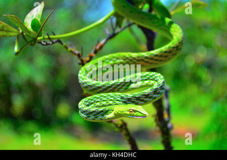 Green Vine Snake, Ahaetulla nasuta, Dudhsagar, Goa, India Stock Photo