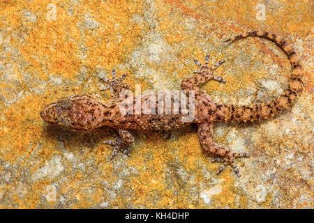 Hemidactylus sp., Saswad, Pune District, Maharashtra, India Stock Photo