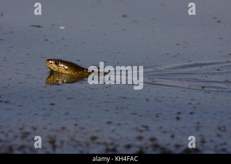 Snake, thol, Gujarat, India, Asia Stock Photo - Alamy
