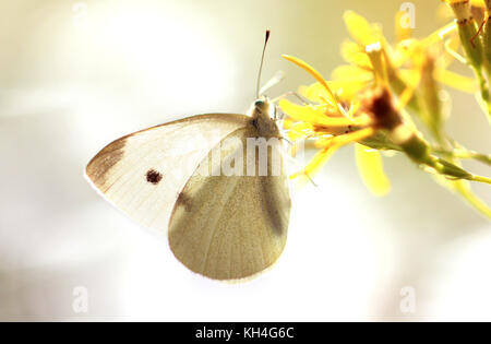 A Cabbage Small White Butterfly sips nectar from a wildflower in Austria. Diffused and blurry light sparkles in the background. Stock Photo