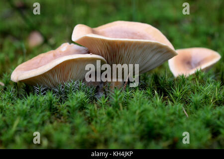 Lactarius deliciosus, commonly known as the saffron milk cap and red pine mushroom, is a delicious edible mushroom Stock Photo