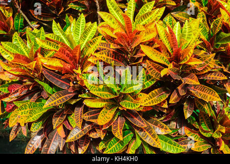 Croton leaves pattern for background Stock Photo