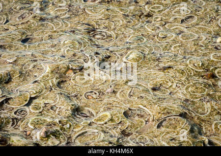 close up of a large rock made of shells on the sea waterfront Stock Photo