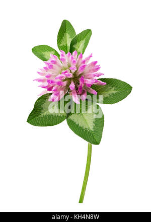 Fresh clover flower isolated on white background. Clipping Path Stock Photo