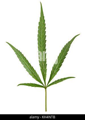 Cannabis leaf, marijuana isolated on white background. Clipping Path. Full depth of field. Stock Photo