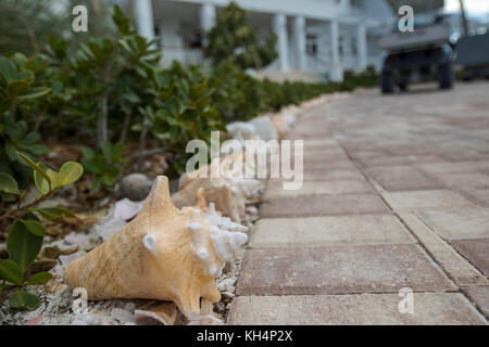 Conch shells lining the drive way at Chub Cay Stock Photo