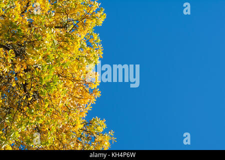 Beautiful yellow and green autumn leaves on a tree on the left with blue sky Stock Photo