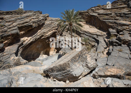 Palm tree growing in front of a cave. Balad Seet, Oman. Stock Photo