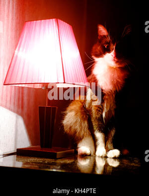 Cat standing near a red lamp Stock Photo