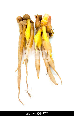 Thai galangal on a white backround Stock Photo