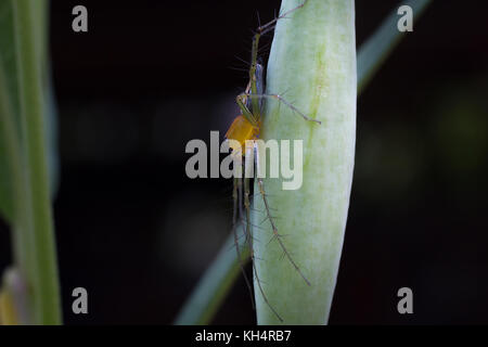 Close-up spider, Macro spider select focus, Spider with dark background,Yellow head spider, Spider on a branch tree Stock Photo