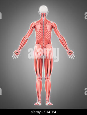 Posterior View Of Human Muscular System Stock Photo - Alamy