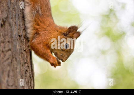 Little red squrell baby in forest summer 2017 Stock Photo