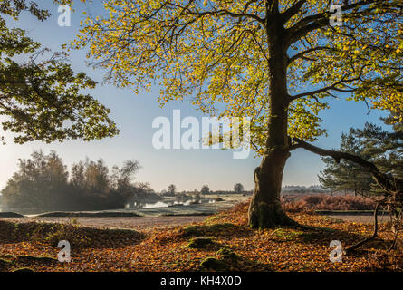 A view of Cadman's Pool in the New Forest through backlit Beech trees showing the autumn colours of the leaves and landscape beyond, Hampshire, UK Stock Photo