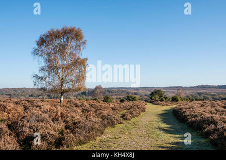 New Forest footpath or track through heather covered heathland with silver birch tree in Autumn colours, Hampshire, England, UK Stock Photo