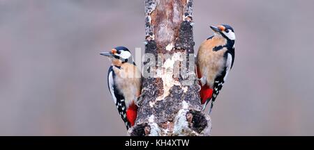 Two great spotted woodpecker perched on a log. Stock Photo