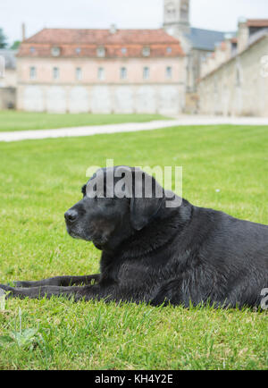 Z best sale black labrador