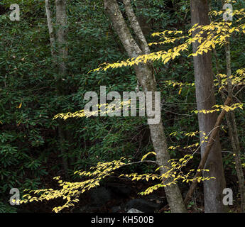 The Yellow Birch (Betula alleghaniensis) typically grows in the northeastern part of the United States.  Its habitat does extend into the southeastern United States at the higher elevations in Tennesee, North Carolina, and Georgia.  Like multiple species of the birch family, the bark will begin to reveal a peeling nature when it matures. Stock Photo