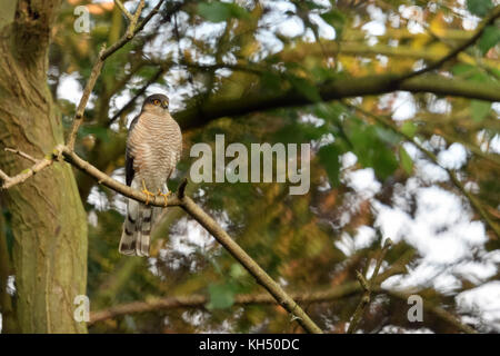 Eurasian Sparrowhawk / Sperber ( Accipiter nisus ), adult male, perched in a tree, watching attentively, hunting, wildlife, Europe. Stock Photo